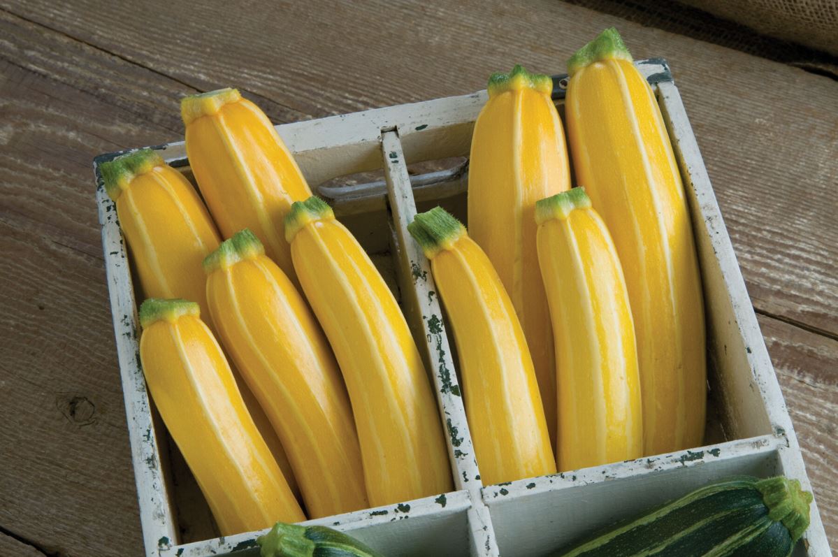 Goldmine – Zucchini Squash Seed